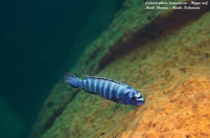 Labeotropheus trewavasae 'Higga Reef'